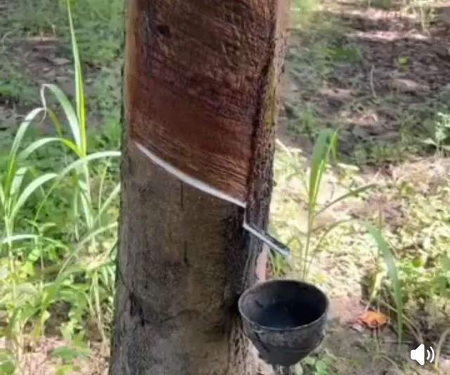 RRI.co.id - Cuaca Penghujan Sebabkan Aktivitas Petani Penyadap Getah Terganggu